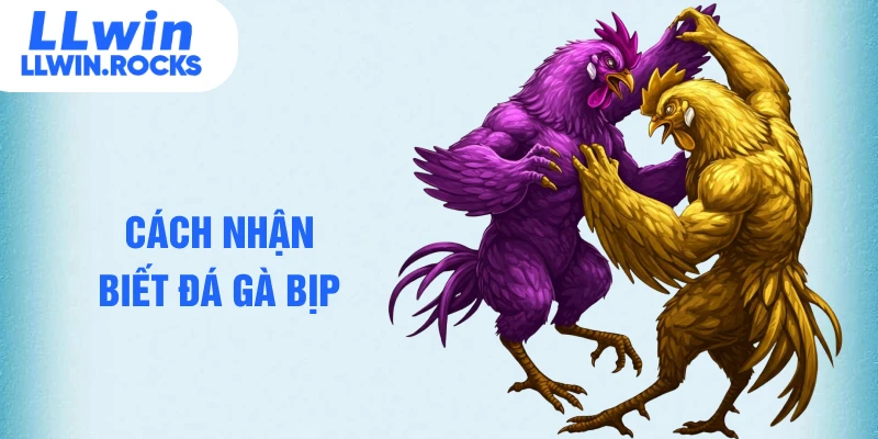 Cách nhận biết đá gà bịp