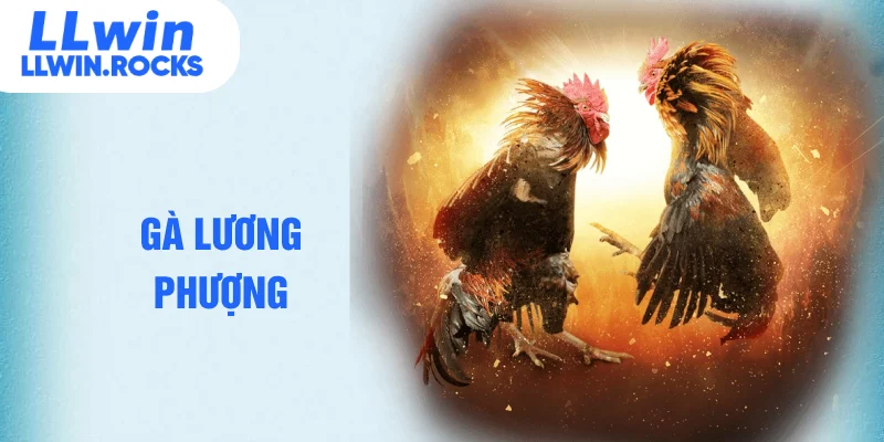 gà lương phượng