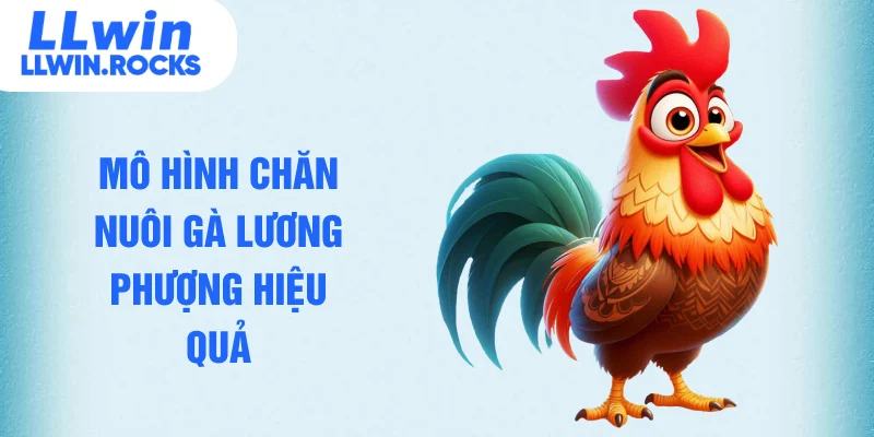 Mô hình chăn nuôi gà lương phượng hiệu quả