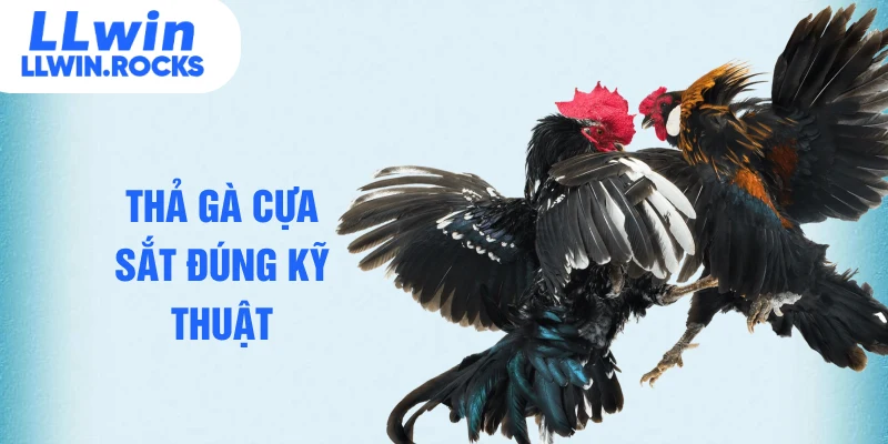 Thả gà cựa sắt đúng kỹ thuật